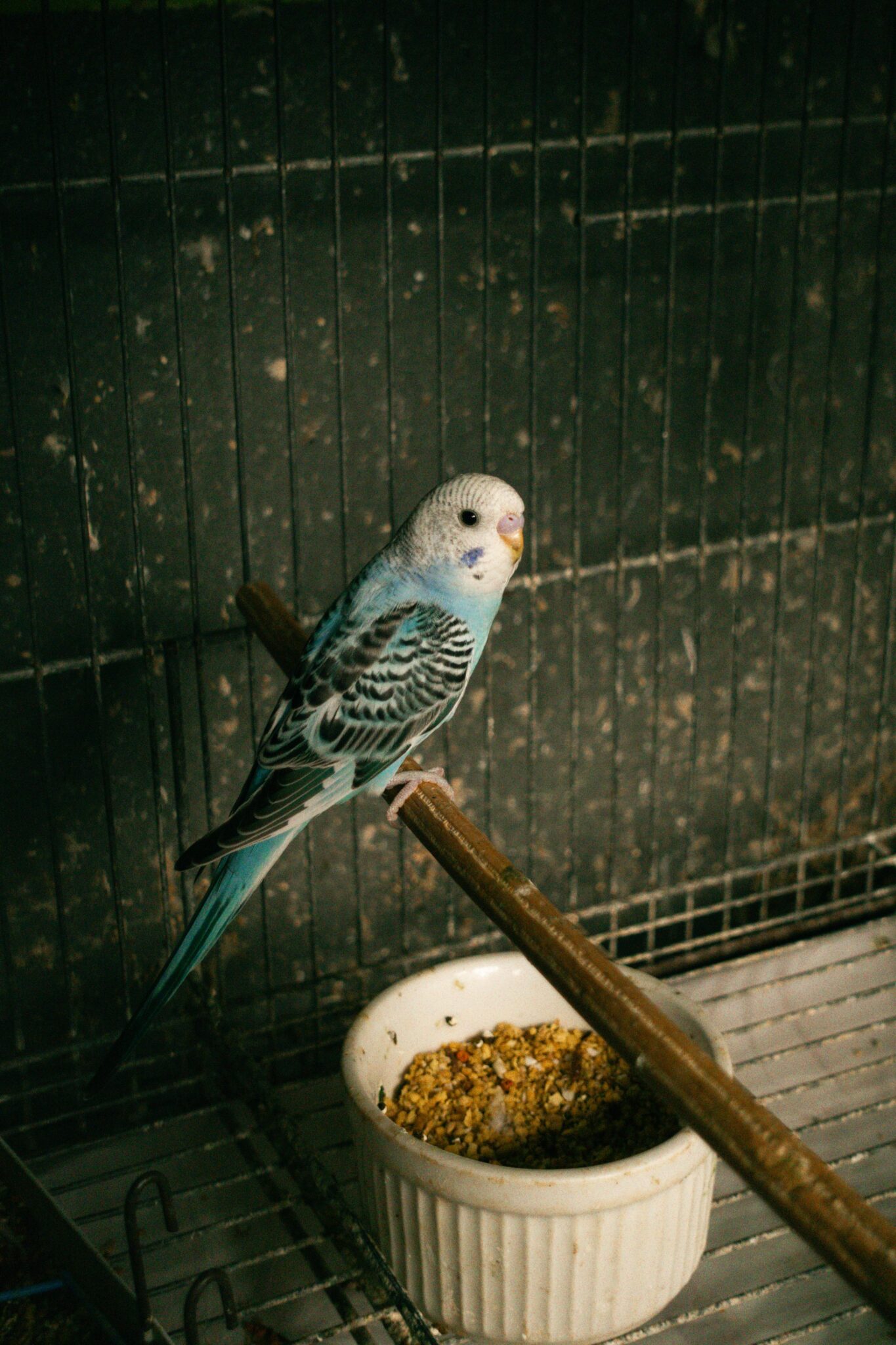 IMG-20250401-WA0038